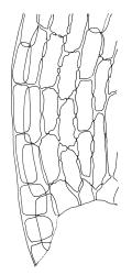 Pleurophascum ovalifolium, alar cells. Drawn from M.J.A. Simpson 8561, CHR 351331.
 Image: R.C. Wagstaff © Landcare Research 2015 